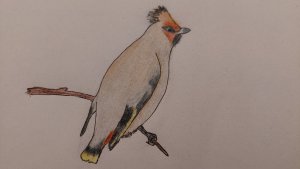 Waxwing