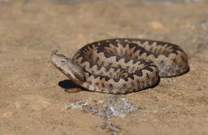 Horned Viper