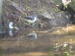 Grey wagtail