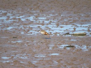 Bar-tailed godwit