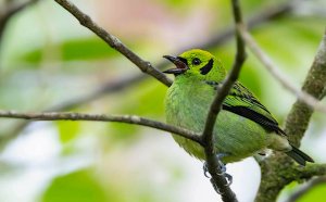 Emerald Tanager