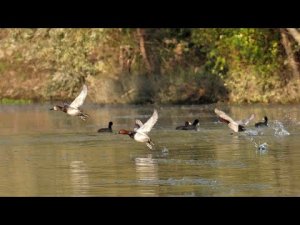 Common Pochards taking off (Aythya ferina)