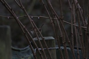 Cetti's Warbler