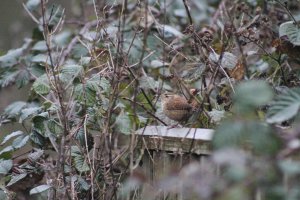 Wren