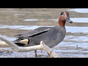 Common Teals in spring (Anas crecca)