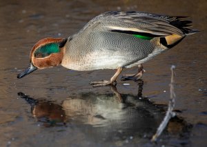 Male Teal