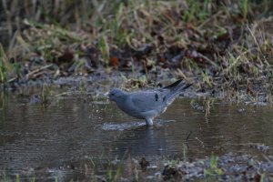 Stock Dove