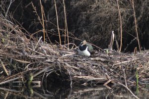 Lapwing