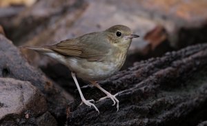 Siberian Blue Robin