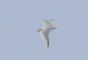 Black-headed Gull