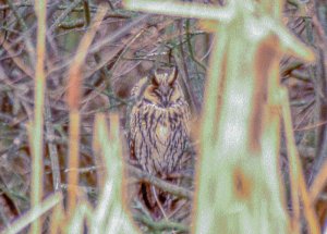 Long-eared Owl (pre-digital)