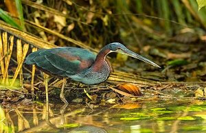 Agami Heron