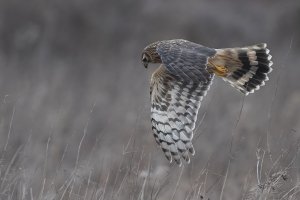 Ringtail. Hen Harrier