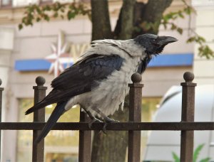 hooded crow.jpg