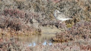 cryptic plover