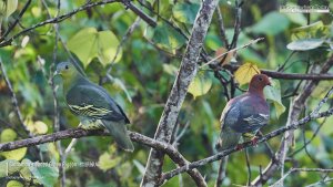 Cinnamon-headed Green Pigeon Pair, Borneo