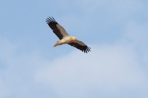 Egyptian Vulture