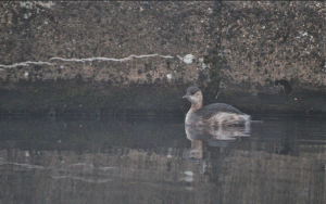 Little Grebe