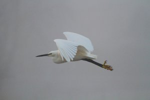 Little Egret