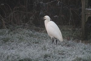 Little Egret