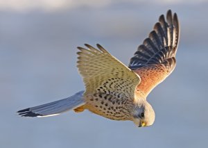 Common Kestrel