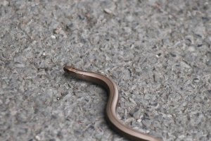 Slow Worm