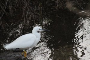 Little Egret