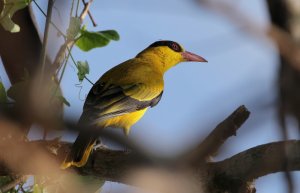 Black-naped Oriole