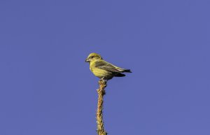 Crossbill female at Backwater Reservoir