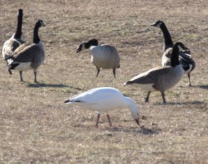 Snow goose