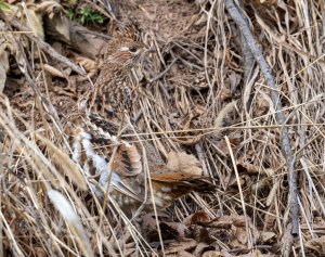 Ruffed Grouse