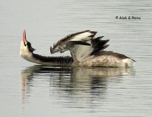 Lakescape-844 ... Contortionist