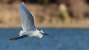 little egret