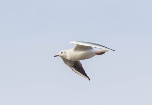 Black-headed Gull