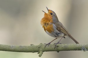 European robin