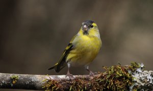 Eurasian siskin