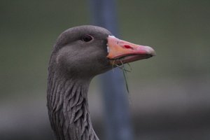 Greylag Goose Closeup