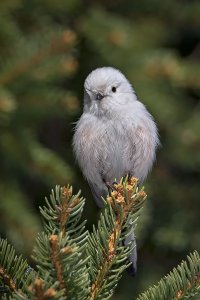 Long-tailed tit