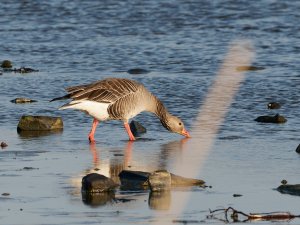 Greylag goose