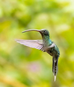 Green Hermit (male)