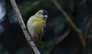 Eurasian siskin