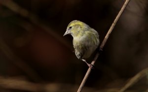 Thirsty siskin