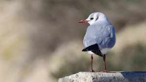 black-headed gull