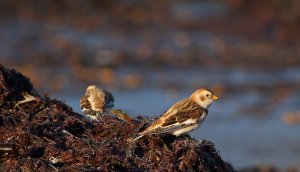 Snow bunting