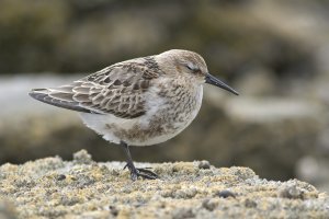 Dunlin