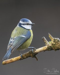 Eurasian Blue Tit