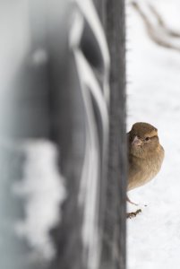 House sparrow