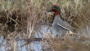 eurasian teal