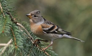 Brambling