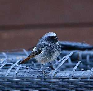 Black redstart